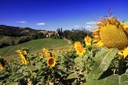 Albinea-Montericco-Bellarosa Ringroad