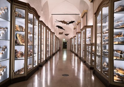 Museums, Archives and Historical Libraries