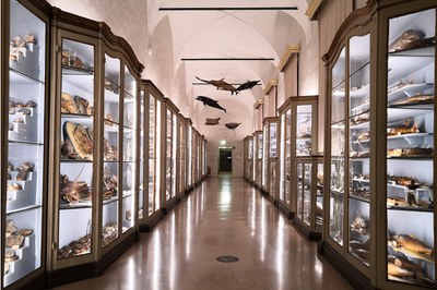 Museo "Gaetano Chierici" di Paletnologia