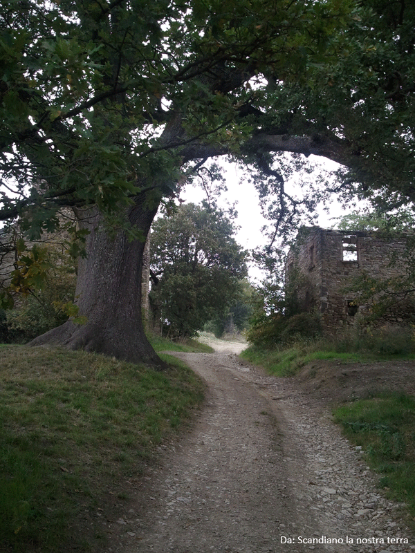 Trail No. 2 - The Tresinaro river and the big Oak