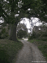 Trail No. 2 - The Tresinaro river and the big Oak