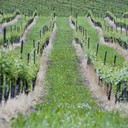 "Colli di Scandiano e di Canossa" Wine