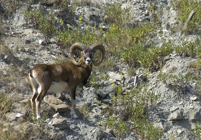 Ecoparco di Vezzano, fauna