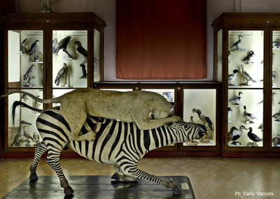 Palazzo dei Musei, naturalistic collections of zoology