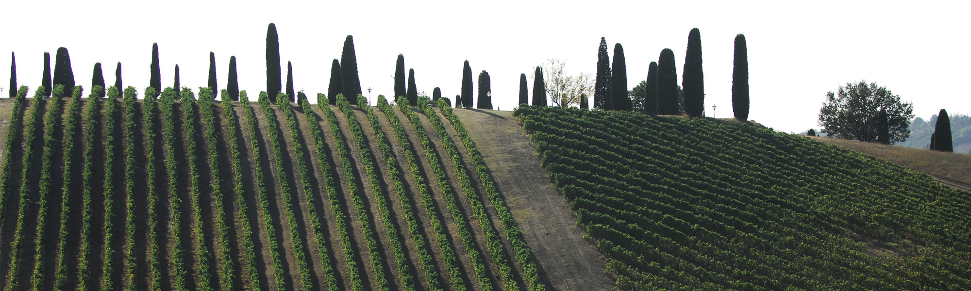 Colli di Scandiano e Canossa DOC