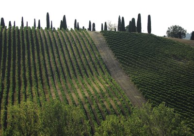 Colli di Scandiano e Canossa DOC
