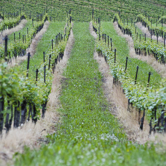 Vino "Colli di Scandiano e di Canossa"