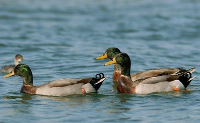 Oasi ornitologica di 12 ettari nella Bassa Reggiana.