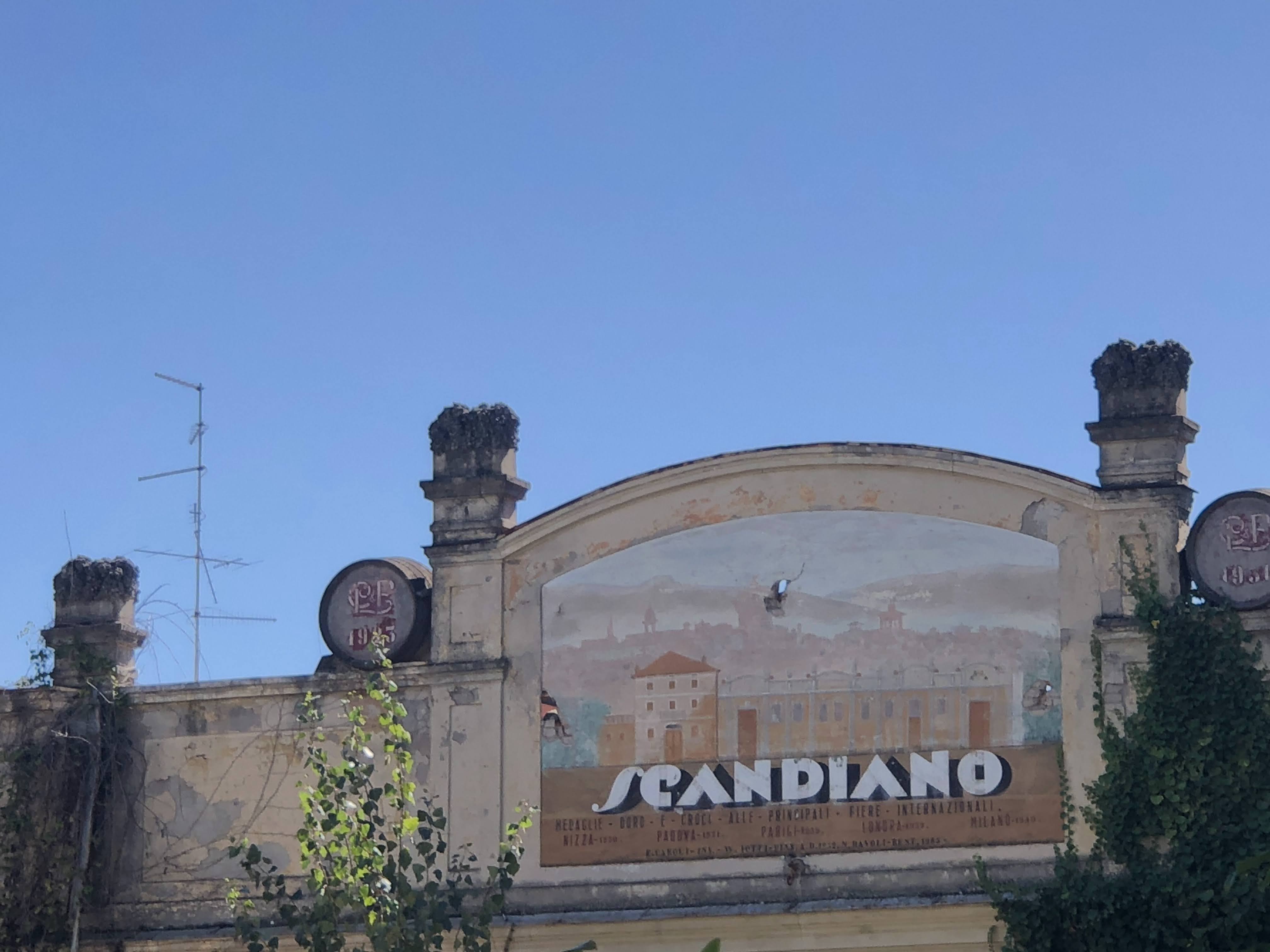 Tra i filari di querce monumentali nelle campagne di Scandiano